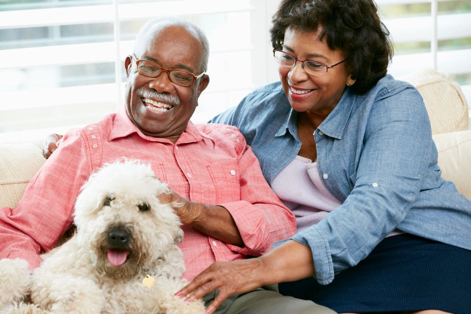 The Best Dogs for Dementia Patients
